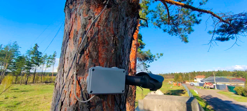 Камера наблюдения на дереве
